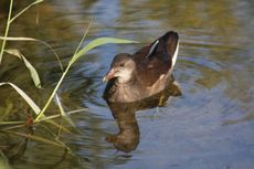 Junges-Teichhuhn-050.jpg